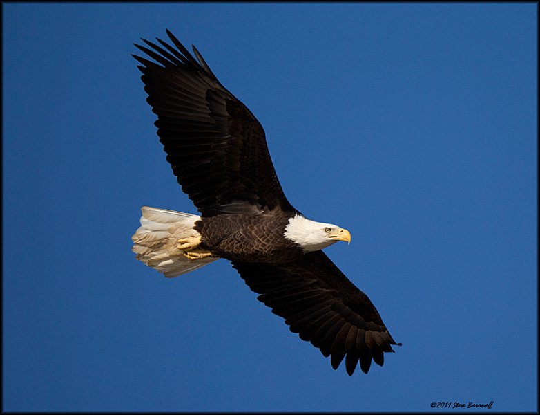 _1SB7448 american bald eagle.jpg